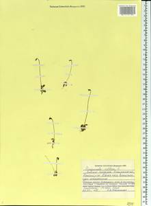 Pinguicula villosa L., Eastern Europe, Northern region (E1) (Russia)