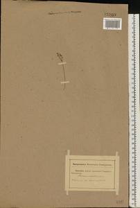 Androsace septentrionalis L., Eastern Europe, Rostov Oblast (E12a) (Russia)