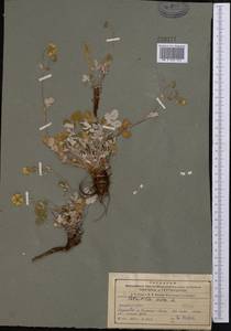 Potentilla nivea L., Middle Asia, Northern & Central Tian Shan (M4) (Kazakhstan)