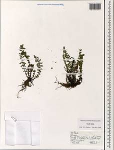 Polypodiopsida, South Asia, South Asia (Asia outside ex-Soviet states and Mongolia) (ASIA) (India)