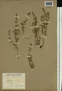 Thymus pannonicus All., Eastern Europe, North Ukrainian region (E11) (Ukraine)