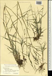 Cleistogenes serotina (L.) Keng, Crimea (KRYM) (Russia)