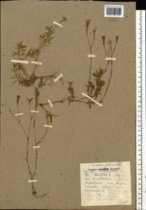 Dianthus deltoides, Eastern Europe, Belarus (E3a) (Belarus)