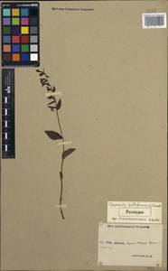 Epipactis helleborine subsp. helleborine, Caucasus, Stavropol Krai, Karachay-Cherkessia & Kabardino-Balkaria (K1b) (Russia)