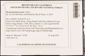 Dicranum fuscescens Turner, Bryophytes, Bryophytes - America (BAm) (United States)