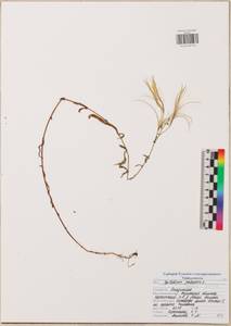 Epilobium palustre L., Eastern Europe, Central region (E4) (Russia)