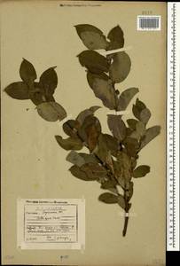 Salix apoda Trautv., Caucasus, Georgia (K4) (Georgia)