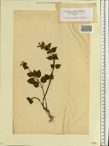Lamium galeobdolon subsp. galeobdolon, Eastern Europe, Estonia (E2c) (Estonia)