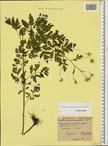 Tanacetum partheniifolium (Willd.) Sch. Bip., Caucasus, Stavropol Krai, Karachay-Cherkessia & Kabardino-Balkaria (K1b) (Russia)