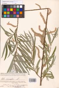 Salix viminalis L., Eastern Europe, Lower Volga region (E9) (Russia)