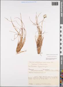 Eriophorum callitrix Cham. ex C.A.Mey., Siberia, Yakutia (S5) (Russia)