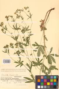 Potentilla longipes Ledeb., Eastern Europe, Lower Volga region (E9) (Russia)