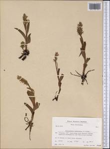Platanthera hyperborea (L.) Lindl., America (AMER) (Greenland)