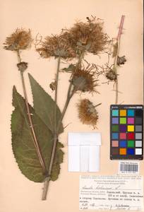 Inula helenium L., Eastern Europe, Moscow region (E4a) (Russia)