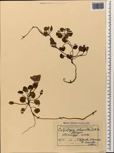 Calystegia soldanella (L.) R. Br., Caucasus, Abkhazia (K4a) (Abkhazia)