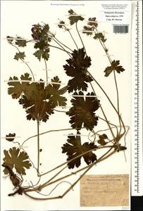 Geranium platypetalum Fisch. & C.A. Mey., Caucasus, Stavropol Krai, Karachay-Cherkessia & Kabardino-Balkaria (K1b) (Russia)