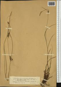 Carex distans L., Western Europe (EUR) (Cyprus)