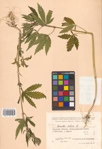 Cannabis sativa L., Siberia, Russian Far East (S6) (Russia)