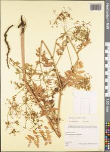 Berula erecta (Huds.) Coville, Caucasus, Georgia (K4) (Georgia)