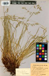 Festuca rubra L., Siberia, Baikal & Transbaikal region (S4) (Russia)