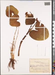 Caltha palustris var. polypetala (Hochst. ex Lorent) Huth, Caucasus, North Ossetia, Ingushetia & Chechnya (K1c) (Russia)