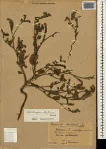 Heliotropium ellipticum Ledeb., Crimea (KRYM) (Russia)