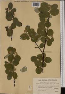 Cotoneaster nebrodensis (Guss.) Koch, Western Europe (EUR) (Austria)