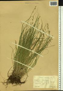 Carex canescens subsp. canescens, Siberia, Altai & Sayany Mountains (S2) (Russia)