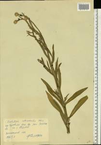 Centaurea glastifolia subsp. intermedia (Boiss.) L. Martins, Eastern Europe, Rostov Oblast (E12a) (Russia)