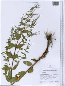 Epilobium, Middle Asia, Western Tian Shan & Karatau (M3) (Kyrgyzstan)