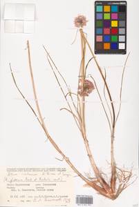 Allium cretaceum, Eastern Europe, Lower Volga region (E9) (Russia)