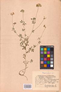 Lotus corniculatus L., Eastern Europe, Central region (E4) (Russia)