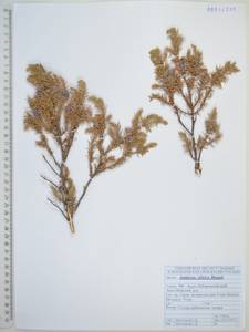 Juniperus communis var. saxatilis Pall., Siberia, Russian Far East (S6) (Russia)