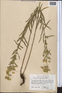Euphorbia virgata Waldst. & Kit., Middle Asia, Western Tian Shan & Karatau (M3) (Uzbekistan)