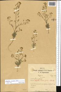 Capsella orientalis Klokov, Middle Asia, Northern & Central Kazakhstan (M10) (Kazakhstan)