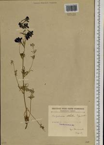 Delphinium grandiflorum L., Siberia, Baikal & Transbaikal region (S4) (Russia)