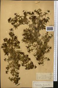 Soda inermis (Moench) Fourr., Middle Asia, Muyunkumy, Balkhash & Betpak-Dala (M9) (Kazakhstan)