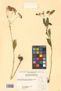 Hylotelephium viviparum (Maxim.) H. Ohba, Siberia, Russian Far East (S6) (Russia)