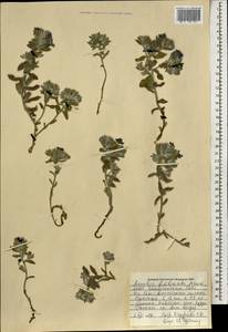 Arnebia fimbriata Maxim., Mongolia (MONG) (Mongolia)