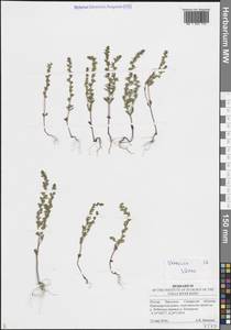 Veronica verna L., Eastern Europe, Middle Volga region (E8) (Russia)