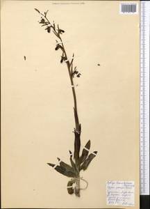Ophrys sphegodes subsp. mammosa (Desf.) Soó ex E.Nelson, Middle Asia, Kopet Dag, Badkhyz, Small & Great Balkhan (M1) (Turkmenistan)