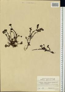 Phedimus spurius subsp. spurius, Eastern Europe, Moscow region (E4a) (Russia)