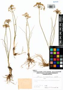 Allium anisopodium Ledeb., Siberia, Altai & Sayany Mountains (S2) (Russia)