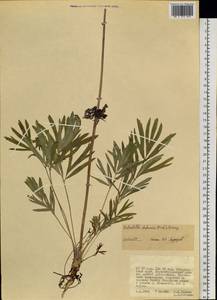 Pulsatilla dahurica (Fisch. ex DC.) Spreng., Siberia, Russian Far East (S6) (Russia)