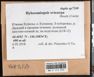 Hylocomiopsis ovicarpa (Besch.) Cardot, Bryophytes, Bryophytes - Russian Far East (excl. Chukotka & Kamchatka) (B20) (Russia)