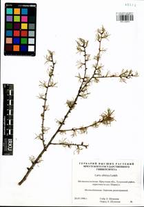 Larix sibirica Ledeb., Siberia, Baikal & Transbaikal region (S4) (Russia)