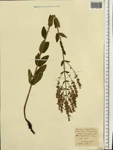 Nepeta nuda subsp. nuda, Eastern Europe, Central forest-and-steppe region (E6) (Russia)