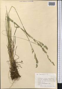 Poa pratensis L., Middle Asia, Dzungarian Alatau & Tarbagatai (M5) (Kazakhstan)