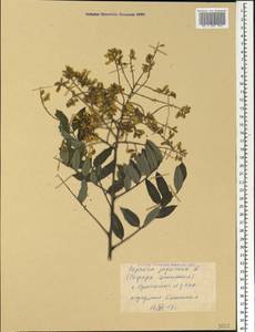 Styphnolobium japonicum (L.)Schott, Caucasus, Azerbaijan (K6) (Azerbaijan)