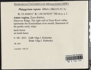Platygyrium repens (Brid.) Schimp., Bryophytes, Bryophytes - Russian Far East (excl. Chukotka & Kamchatka) (B20) (Russia)